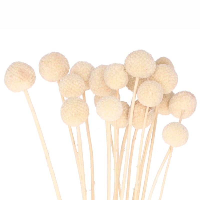 Craspedia Trommelstöckchen getrocknet 50cm 15 Stück